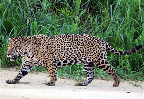 jaguars in north america